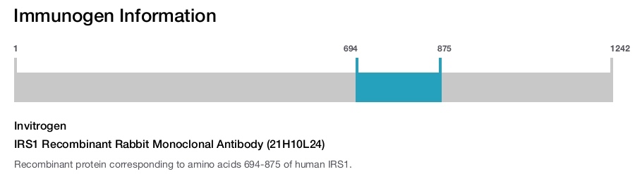 IRS1 Recombinant Rabbit Monoclonal Antibody (21H10L24)
