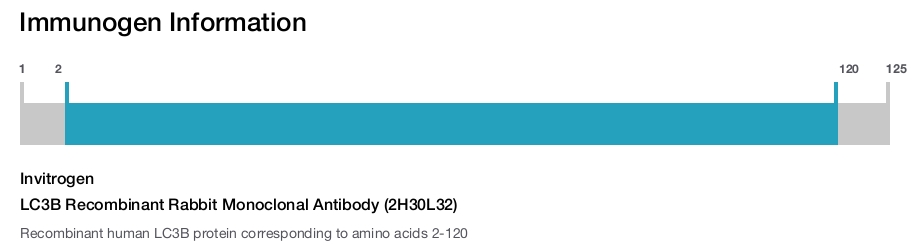 LC3B Recombinant Rabbit Monoclonal Antibody (2H30L32)