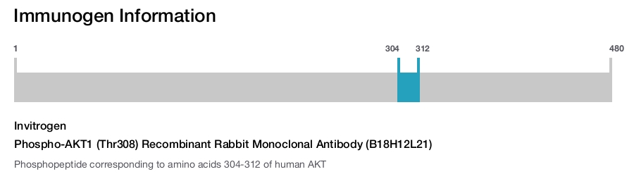 Phospho-AKT1 (Thr308) Recombinant Rabbit Monoclonal Antibody (B18H12L21)
