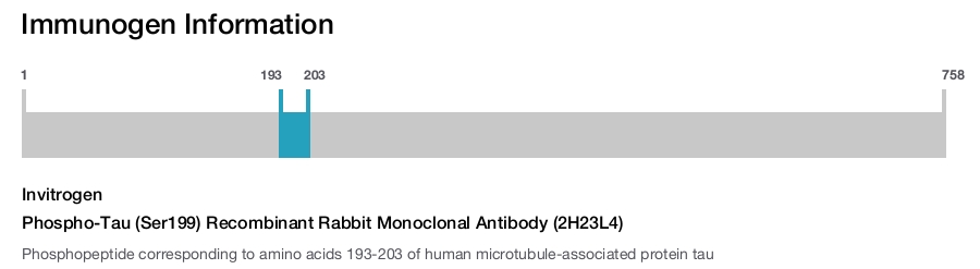 Phospho-Tau (Ser199) Recombinant Rabbit Monoclonal Antibody (2H23L4)
