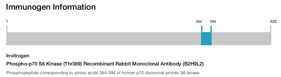Phospho-p70 S6 Kinase (Thr389) Recombinant Rabbit Monoclonal Antibody (B2H9L2)