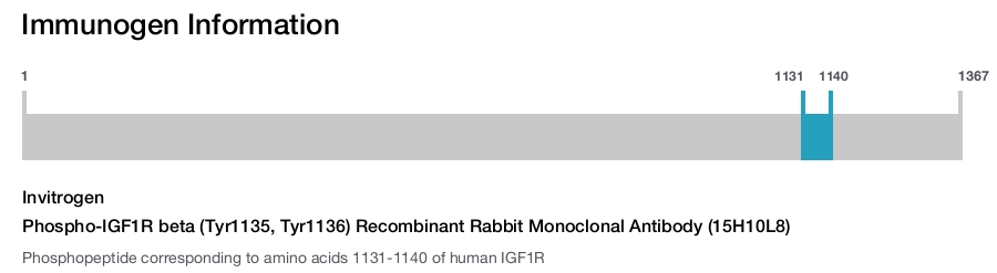 Phospho-IGF1R beta (Tyr1135, Tyr1136) Recombinant Rabbit Monoclonal Antibody (15H10L8)