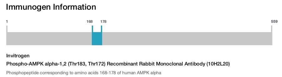 Phospho-AMPK alpha-1,2 (Thr183, Thr172) Recombinant Rabbit Monoclonal Antibody (10H2L20)