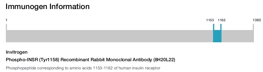 Phospho-INSR (Tyr1158) Recombinant Rabbit Monoclonal Antibody (8H20L22)