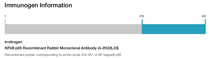 NFkB p65 Recombinant Rabbit Monoclonal Antibody (4-2H22L23)