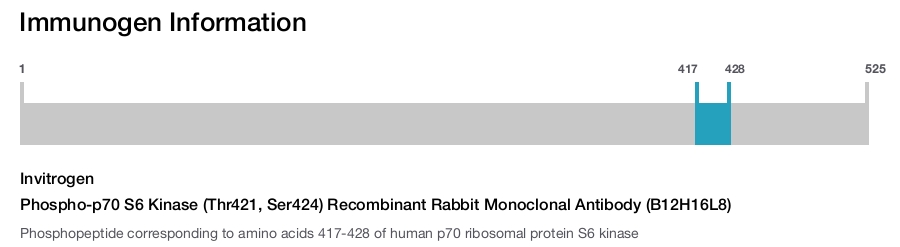 Phospho-p70 S6 Kinase (Thr421, Ser424) Recombinant Rabbit Monoclonal Antibody (B12H16L8)