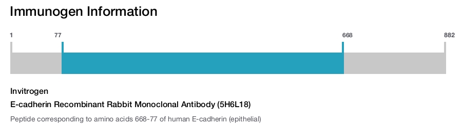 E-cadherin Recombinant Rabbit Monoclonal Antibody (5H6L18)