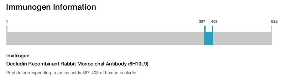 Occludin Recombinant Rabbit Monoclonal Antibody (6H10L9)