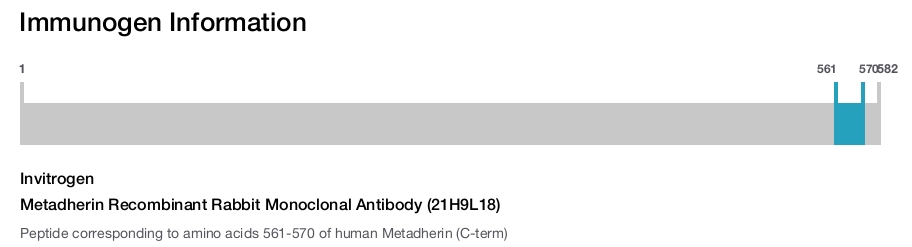 Metadherin Recombinant Rabbit Monoclonal Antibody (21H9L18)
