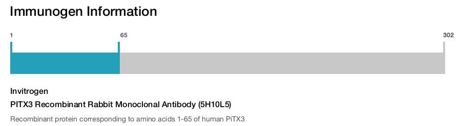 PITX3 Recombinant Rabbit Monoclonal Antibody (5H10L5)