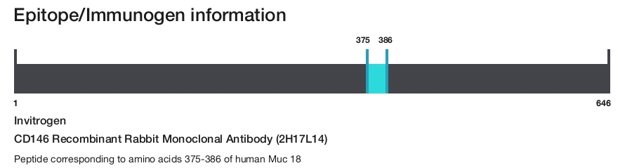 CD146 Recombinant Rabbit Monoclonal Antibody (2H17L14)