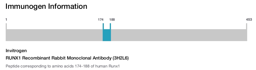RUNX1 Recombinant Rabbit Monoclonal Antibody (3H2L6)