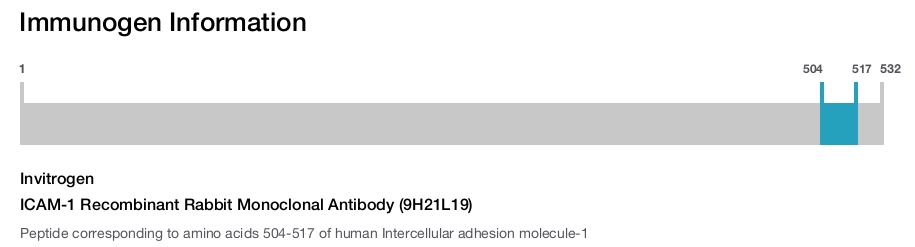 ICAM-1 Recombinant Rabbit Monoclonal Antibody (9H21L19)