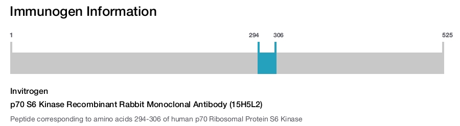 p70 S6 Kinase Recombinant Rabbit Monoclonal Antibody (15H5L2)