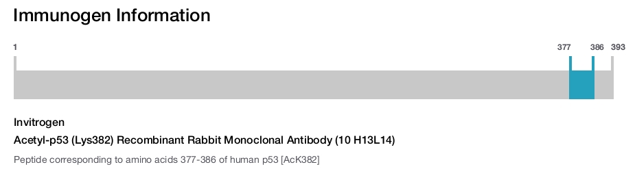 Acetyl-p53 (Lys382) Recombinant Rabbit Monoclonal Antibody (10 H13L14)