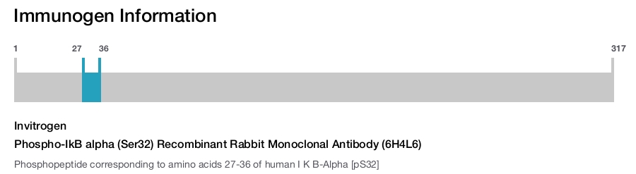 Phospho-IkB alpha (Ser32) Recombinant Rabbit Monoclonal Antibody (6H4L6)