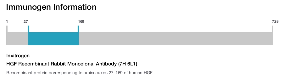 HGF Recombinant Rabbit Monoclonal Antibody (7H 6L1)