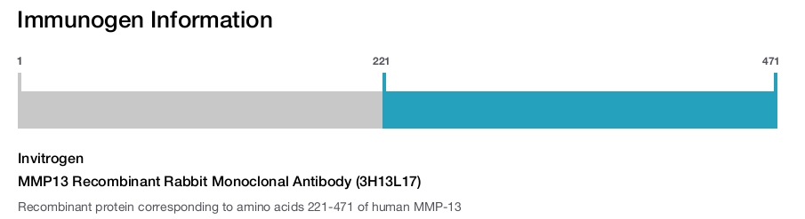MMP13 Recombinant Rabbit Monoclonal Antibody (3H13L17)
