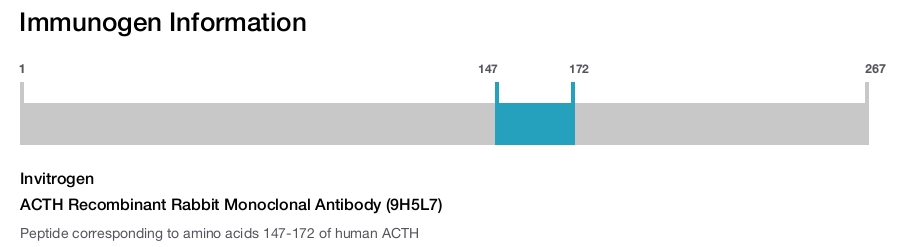 ACTH Recombinant Rabbit Monoclonal Antibody (9H5L7)