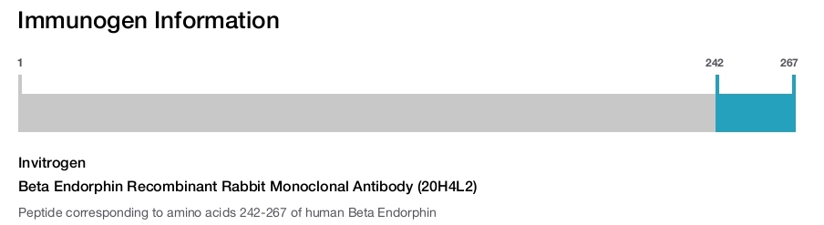 Beta Endorphin Recombinant Rabbit Monoclonal Antibody (20H4L2)