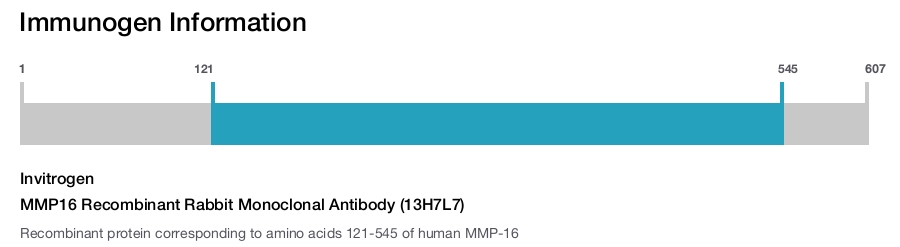 MMP16 Recombinant Rabbit Monoclonal Antibody (13H7L7)