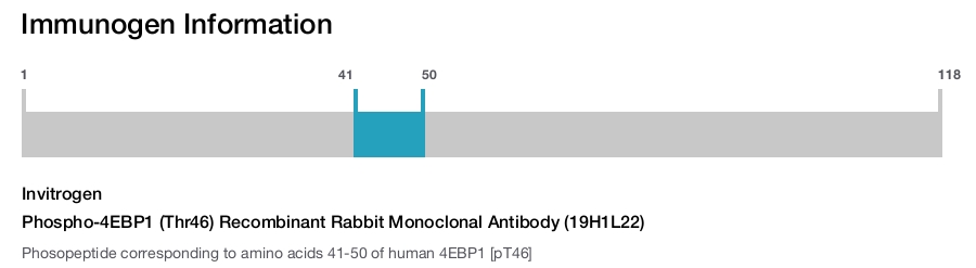 Phospho-4EBP1 (Thr46) Recombinant Rabbit Monoclonal Antibody (19H1L22)