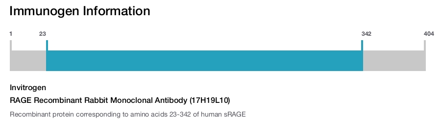 RAGE Recombinant Rabbit Monoclonal Antibody (17H19L10)
