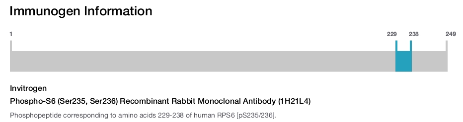 Phospho-S6 (Ser235, Ser236) Recombinant Rabbit Monoclonal Antibody (1H21L4)