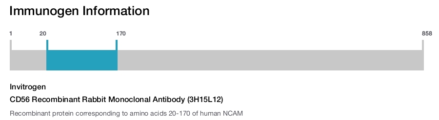 CD56 Recombinant Rabbit Monoclonal Antibody (3H15L12)