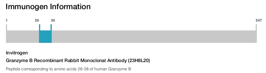 Granzyme B Recombinant Rabbit Monoclonal Antibody (23H8L20)