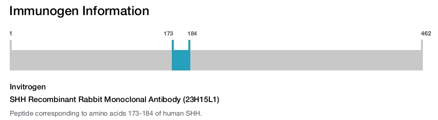 SHH Recombinant Rabbit Monoclonal Antibody (23H15L1)