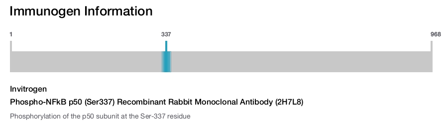 Phospho-NFkB p50 (Ser337) Recombinant Rabbit Monoclonal Antibody (2H7L8)
