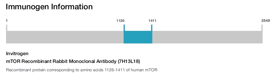 mTOR Recombinant Rabbit Monoclonal Antibody (7H13L18)