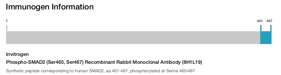 Phospho-SMAD2 (Ser465, Ser467) Recombinant Rabbit Monoclonal Antibody (8H1L19)