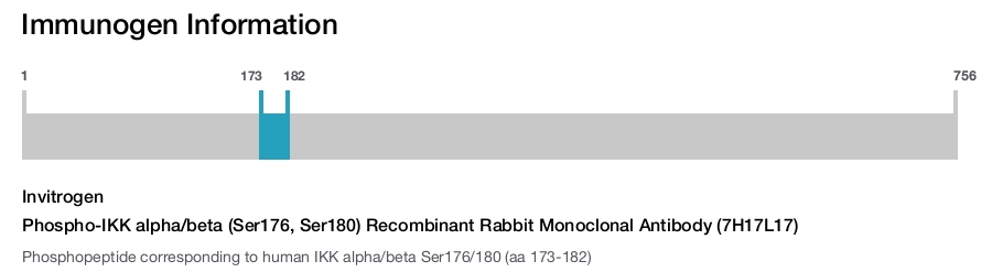 Phospho-IKK alpha/beta (Ser176, Ser180) Recombinant Rabbit Monoclonal Antibody (7H17L17)
