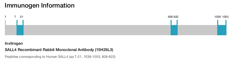SALL4 Recombinant Rabbit Monoclonal Antibody (15H26L3)