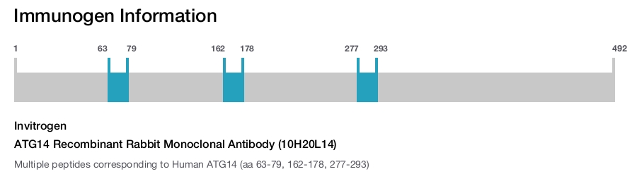 ATG14 Recombinant Rabbit Monoclonal Antibody (10H20L14)