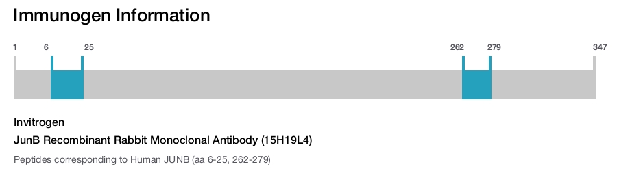 JunB Recombinant Rabbit Monoclonal Antibody (15H19L4)