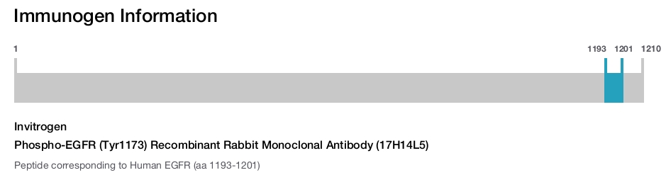 Phospho-EGFR (Tyr1173) Recombinant Rabbit Monoclonal Antibody (17H14L5)