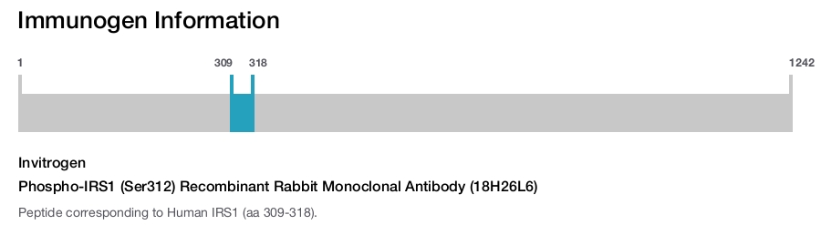 Phospho-IRS1 (Ser312) Recombinant Rabbit Monoclonal Antibody (18H26L6)