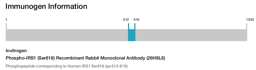 Phospho-IRS1 (Ser616) Recombinant Rabbit Monoclonal Antibody (26H8L6)