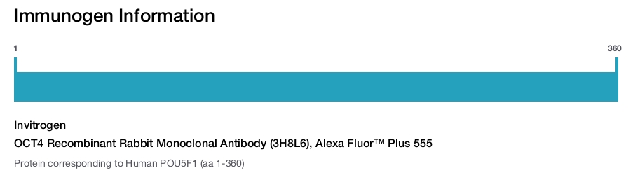 OCT4 Recombinant Rabbit Monoclonal Antibody (3H8L6), Alexa Fluor™ Plus 555