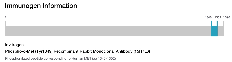 Phospho-c-Met (Tyr1349) Recombinant Rabbit Monoclonal Antibody (15H7L6)