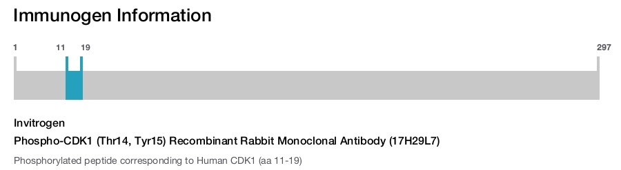Phospho-CDK1 (Thr14, Tyr15) Recombinant Rabbit Monoclonal Antibody (17H29L7)