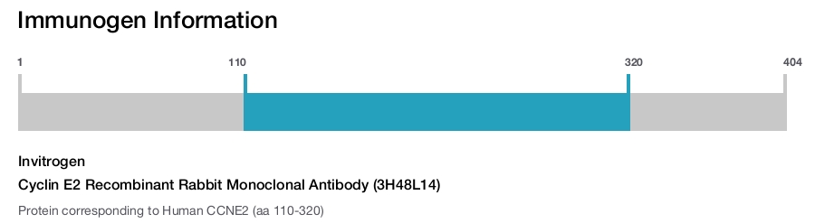 Cyclin E2 Recombinant Rabbit Monoclonal Antibody (3H48L14)