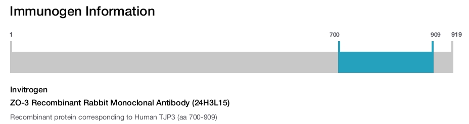 ZO-3 Recombinant Rabbit Monoclonal Antibody (24H3L15)