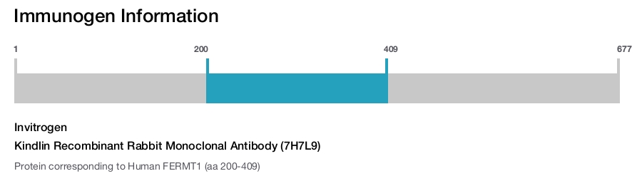 Kindlin Recombinant Rabbit Monoclonal Antibody (7H7L9)