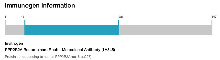 PPP2R2A Recombinant Rabbit Monoclonal Antibody (1H3L5)