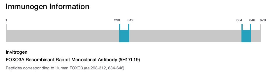 FOXO3A Recombinant Rabbit Monoclonal Antibody (5H17L19)