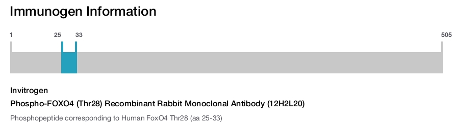 Phospho-FOXO4 (Thr28) Recombinant Rabbit Monoclonal Antibody (12H2L20)